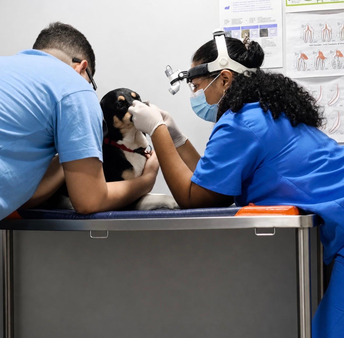 Odontóloga veterinaria realizando examen dental a un perro en clínica moderna